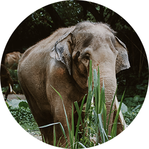 donate-img1.png